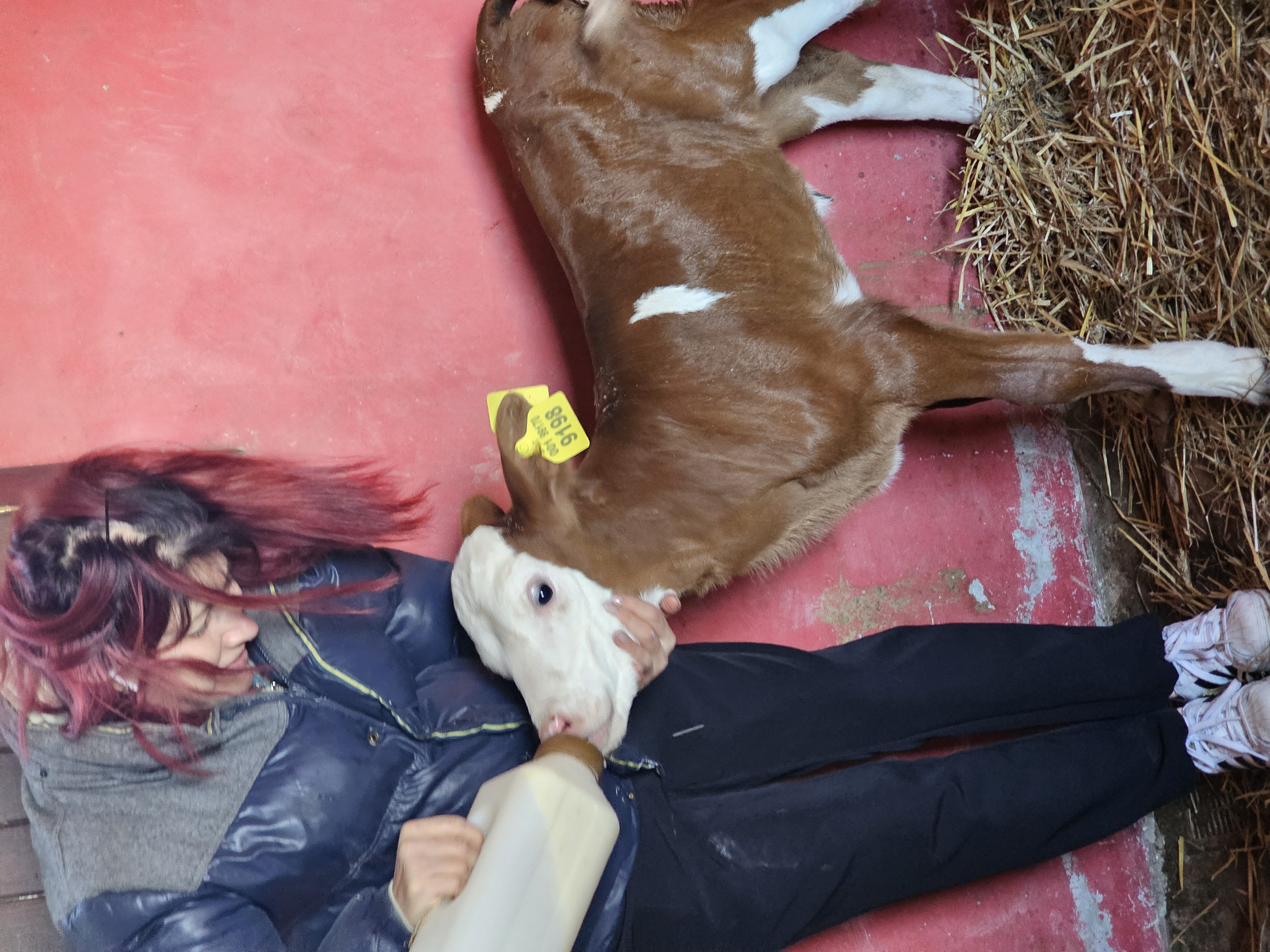 Animali della cascina