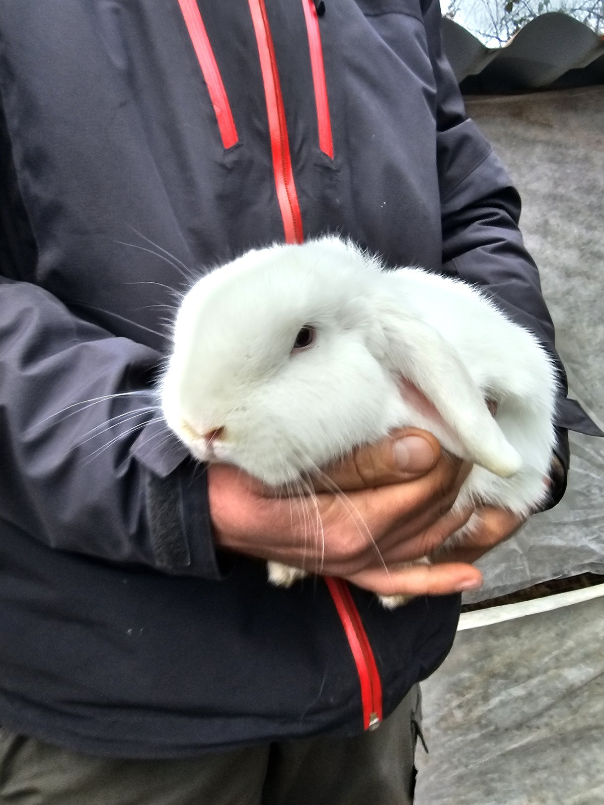 Animali della cascina