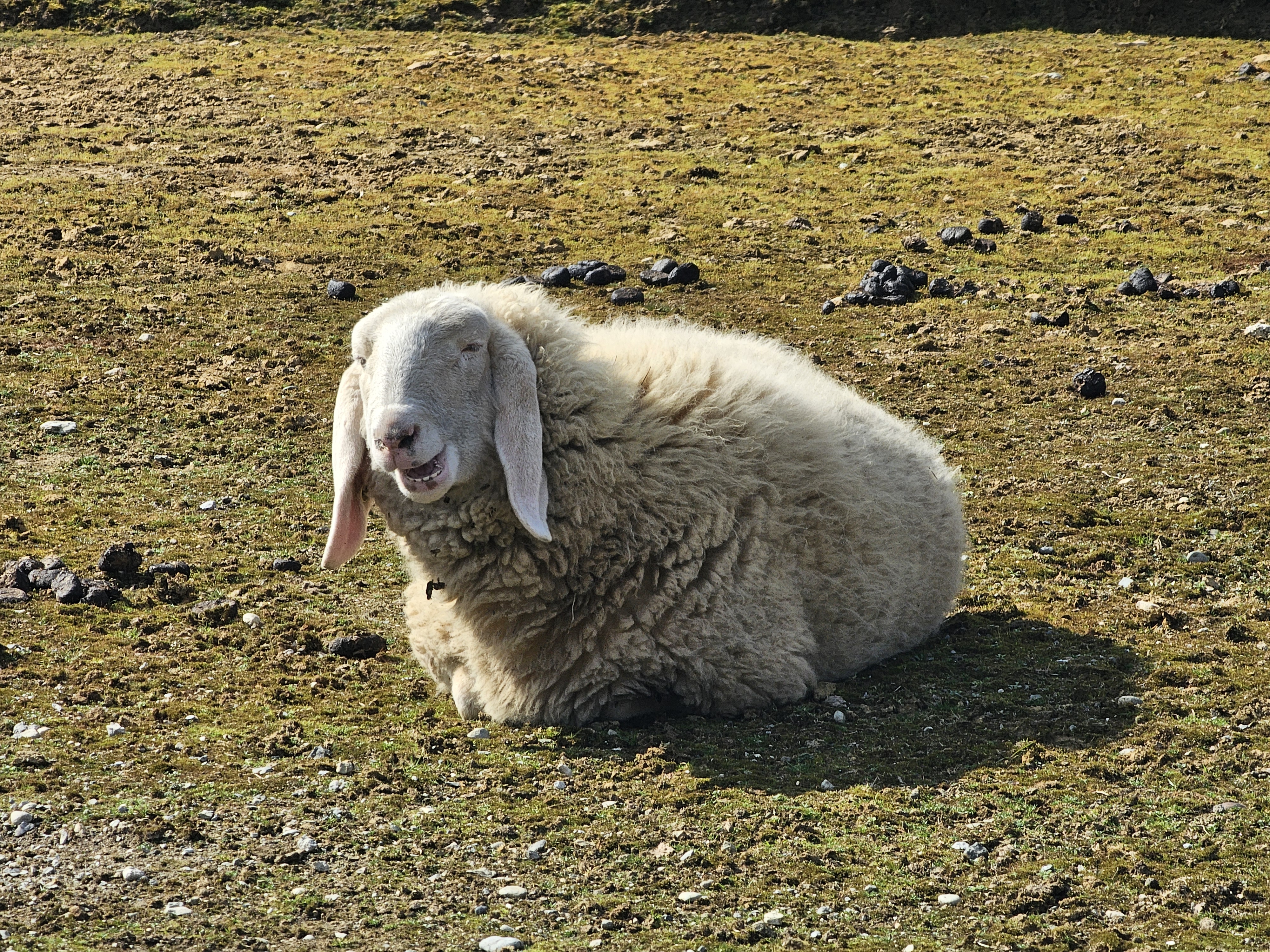 La pecora