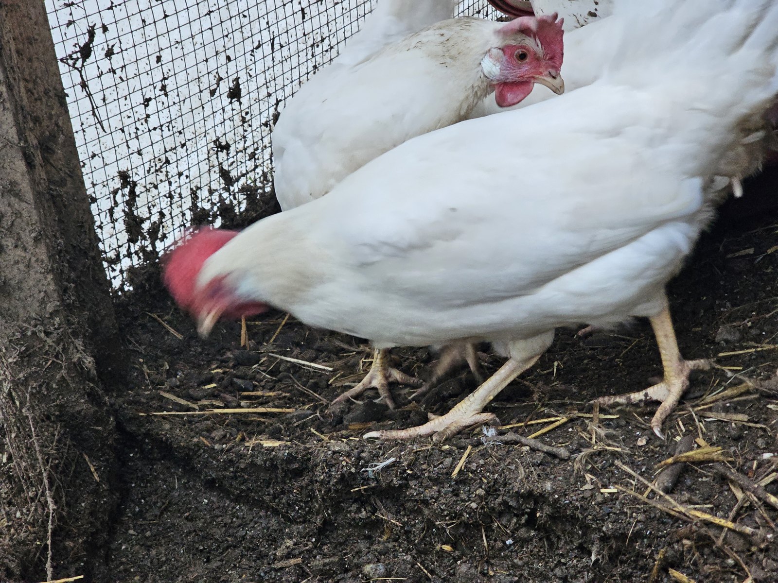 Le galline